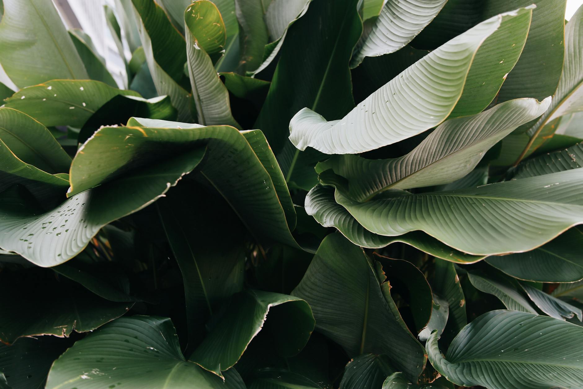 Close-up of vibrant green tropical leaves showcasing texture and natural beauty.