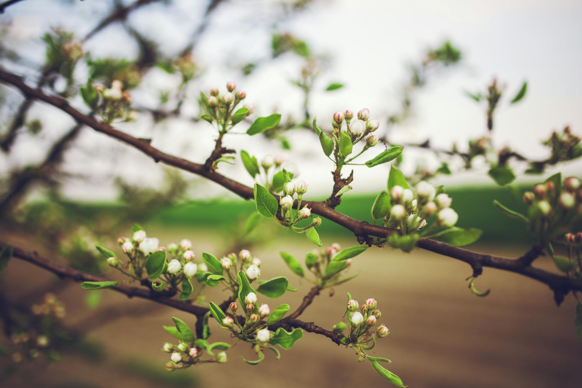 Close-up of budding tree branches during springtime, showcasing fresh leaves and flower buds.