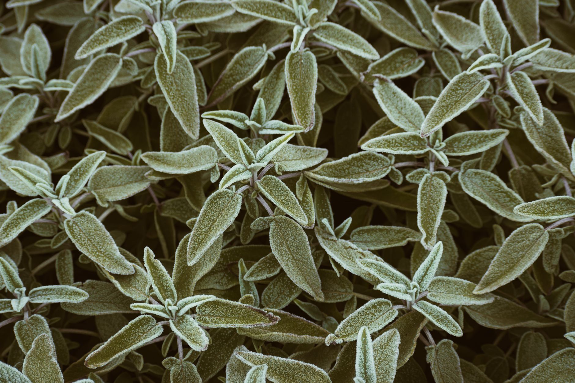 A detailed close-up view of fresh sage leaves with a unique frosted texture, highlighting their natural beauty.