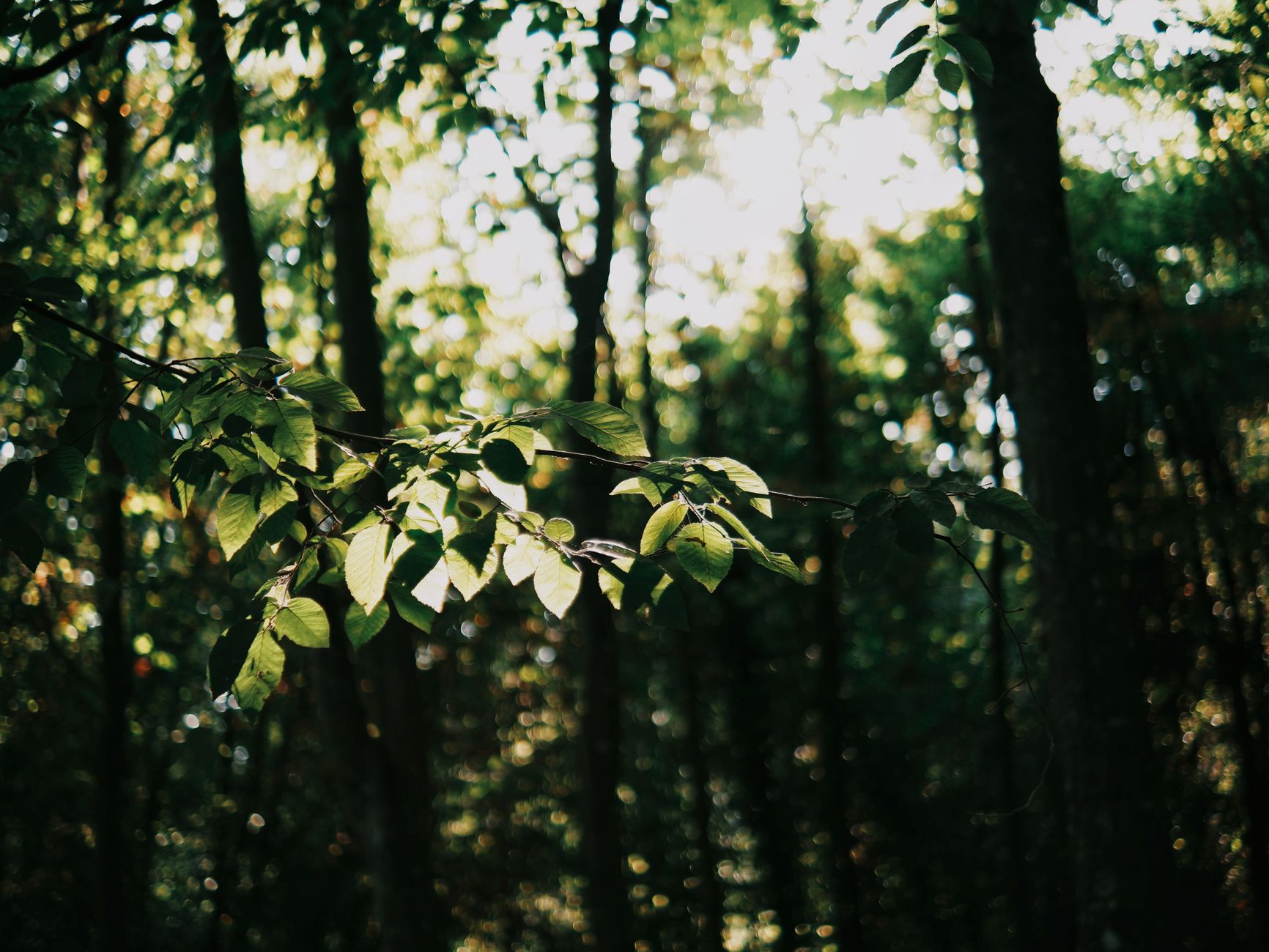 A serene forest scene with sunlight filtering through leaves, creating a peaceful natural atmosphere.