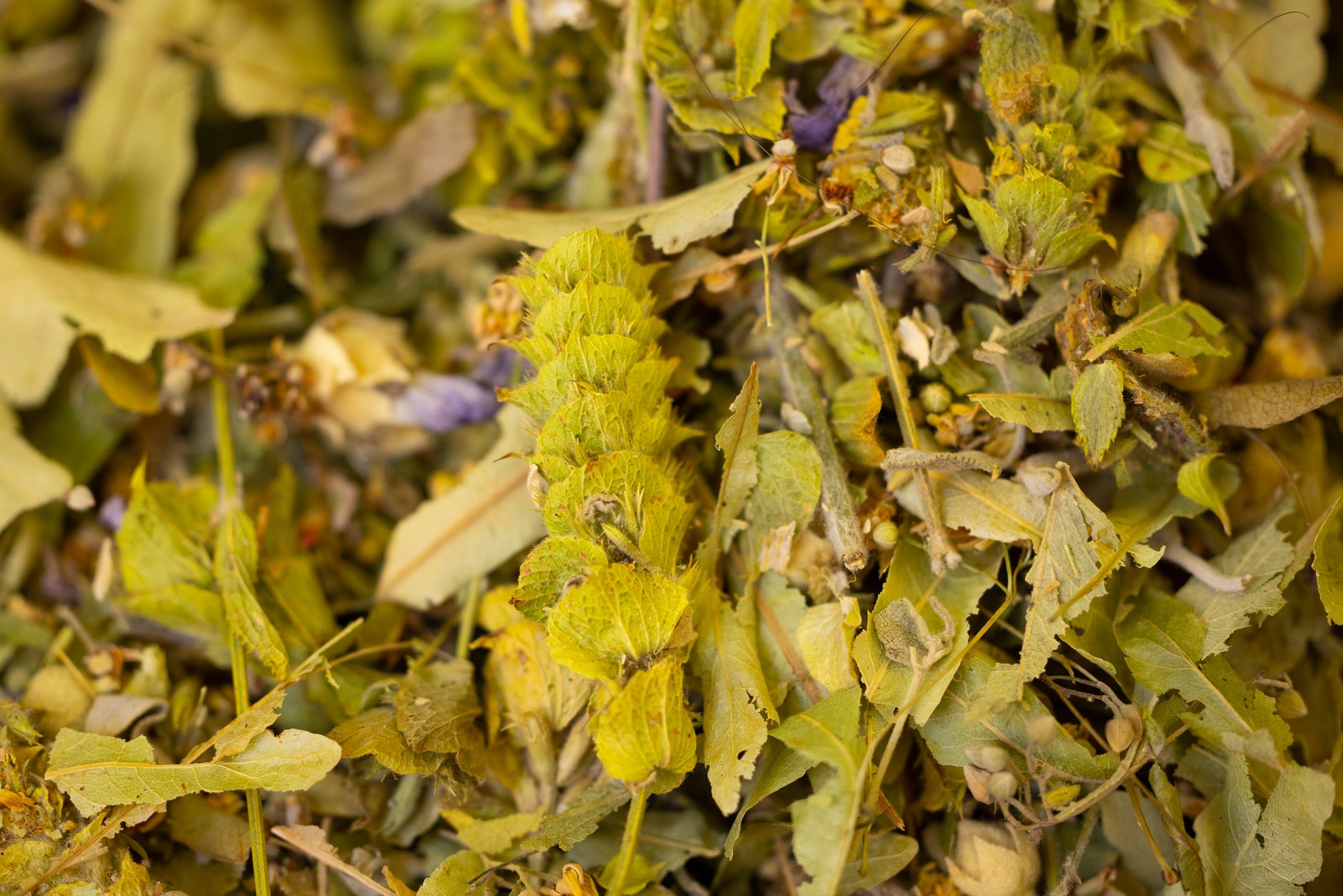 Detailed macro shot of dried ironwort leaves and flowers, showcasing natural textures.