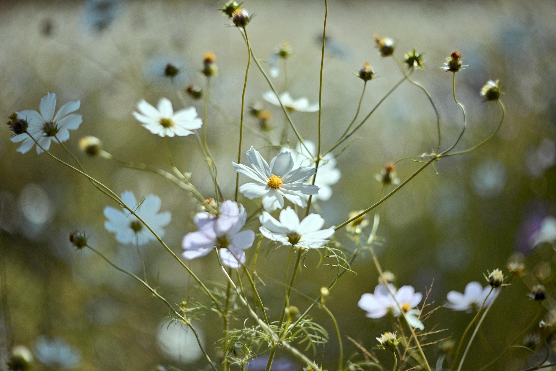 Close-up of white cosmos flowers blooming in a sunlit garden, soft focus.