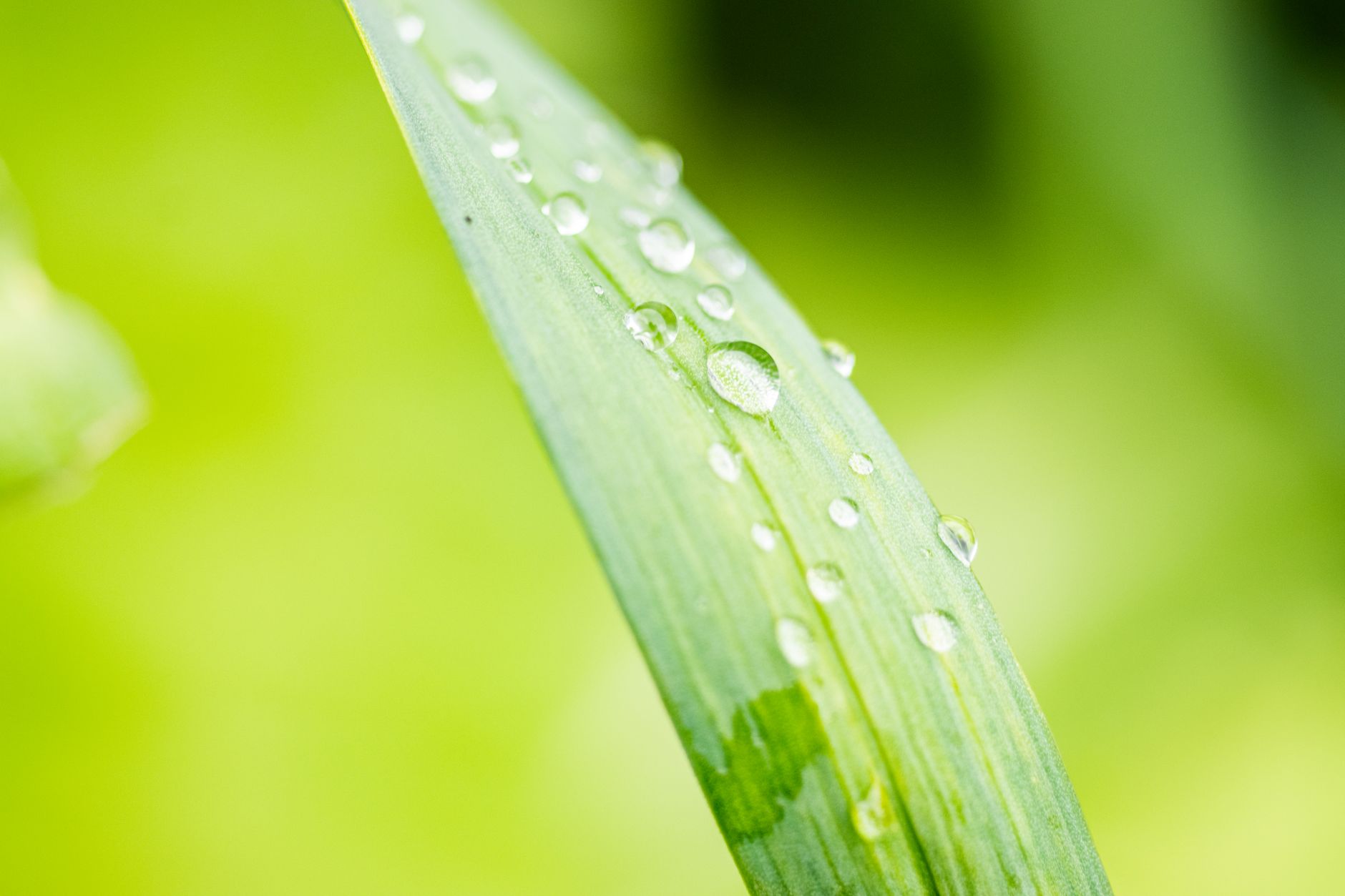 Close-up of dew droplets on a green leaf, showcasing nature's freshness.