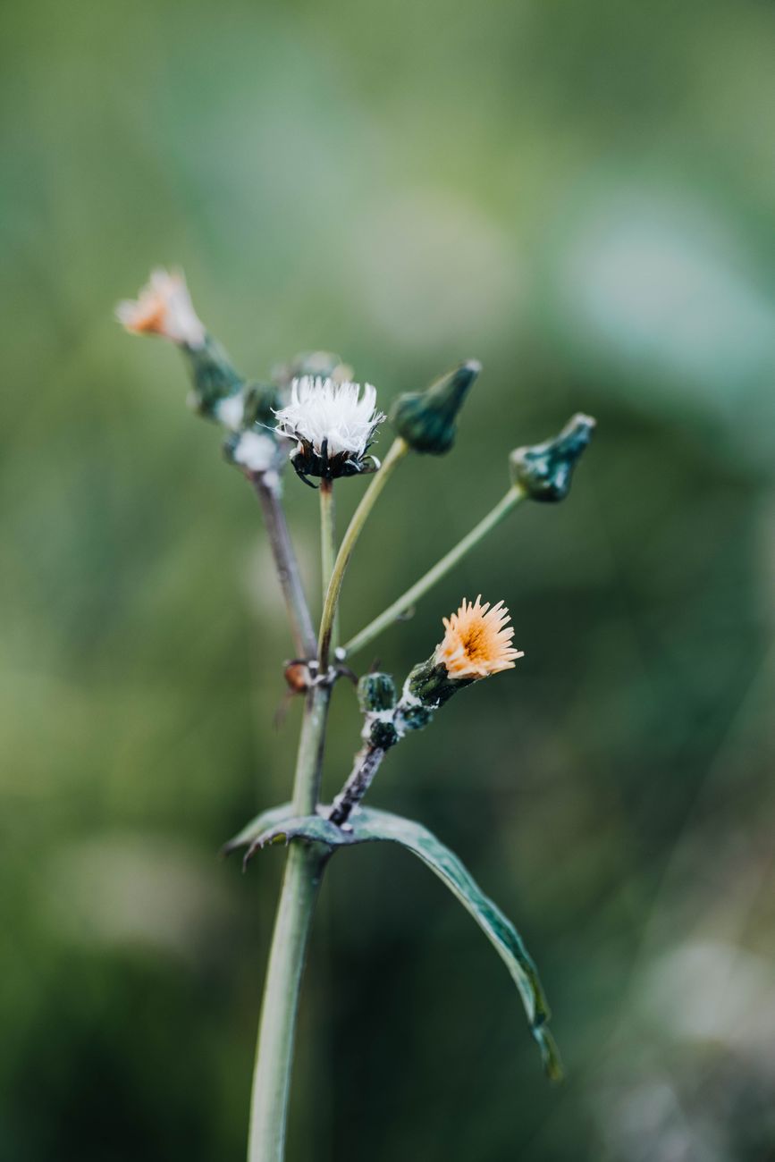 Close-up of vibrant wildflower buds blooming against a blurred green background.