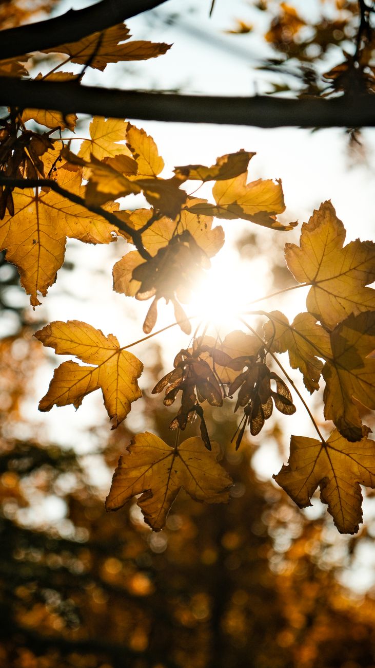 Close-up of vibrant autumn leaves backlit by sunlight.
